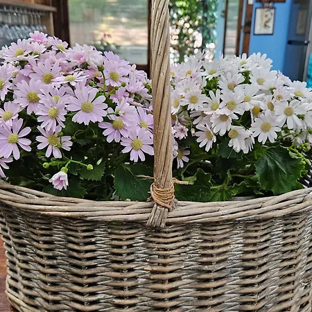 Villacolle Procchio (Isola d'Elba)