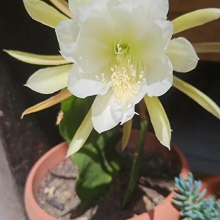 ゲストハウス Villacolle プロッキオ