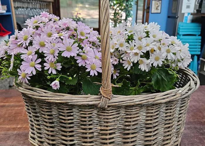 Villacolle Procchio (Isola d'Elba)