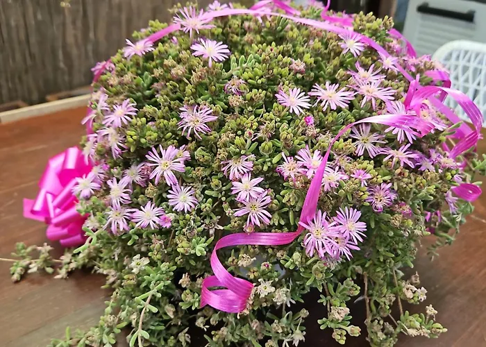 Villacolle Procchio (Isola d'Elba)